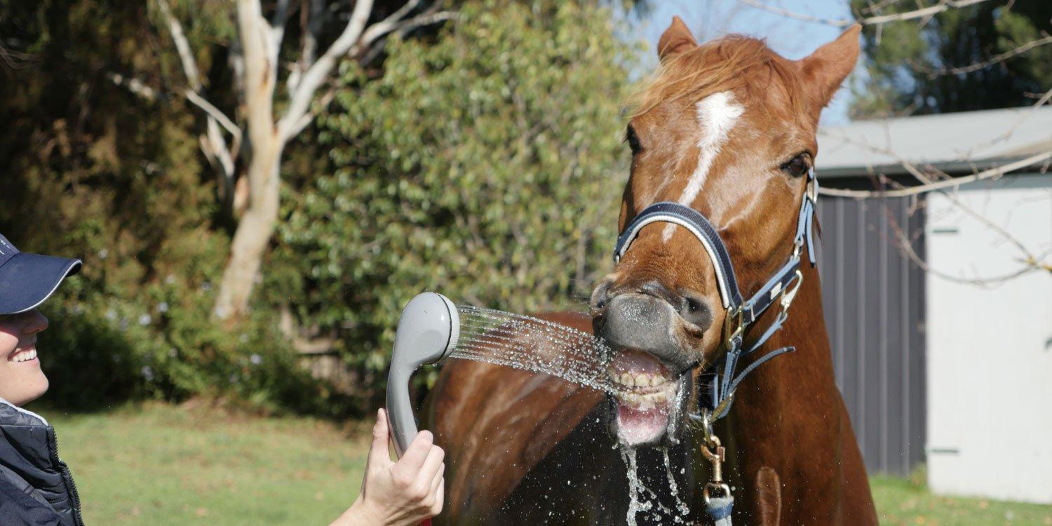 How to shower your horse with love